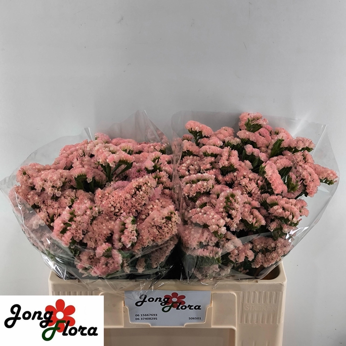 <h4>Lim S Peach Wings</h4>