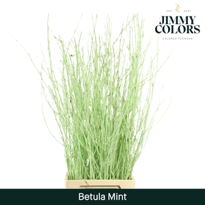Betula L120 Mint