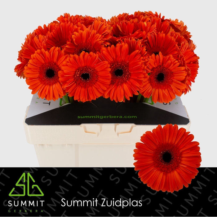<h4>Gerbera Capella Water</h4>