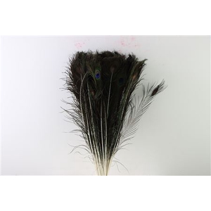 Feather Peacock Natural P Stem 60cm