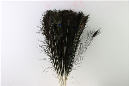 <h4>Feather Peacock Natural P Stem 60cm</h4>