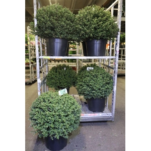 Ilex Cr Convexa