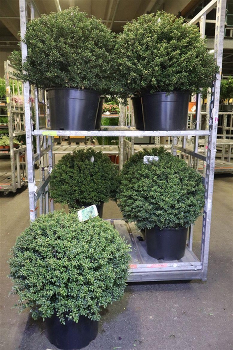 <h4>Ilex Cr Convexa</h4>