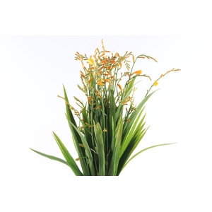 Crocosmia George Davidson