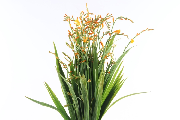 <h4>Crocosmia George Davidson</h4>
