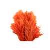 Sacuara Orange