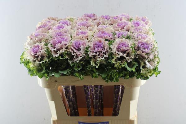 <h4>Brass Crane Ru Rose</h4>