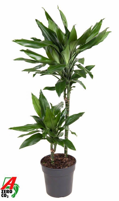 <h4>Dracaena Janet Lind 45-15</h4>