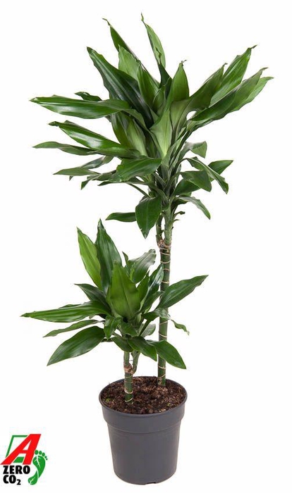 <h4>Dracaena Janet Lind 45-15</h4>
