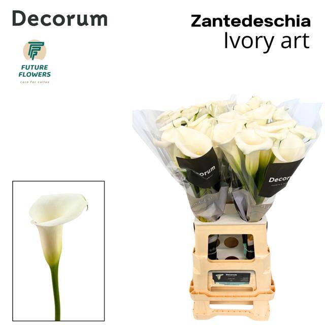 Zantedeschia ivory art