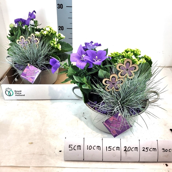 <h4>ARR TUINPLANTEN</h4>