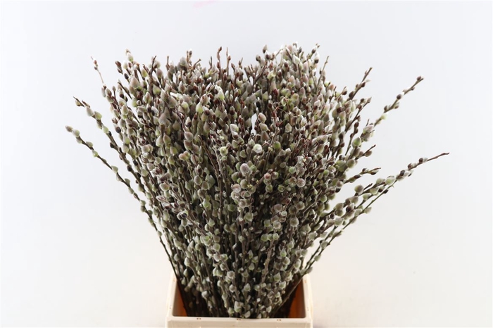 <h4>Salix Wilgenkatjes Green 60cm P Stem</h4>