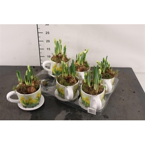 * Arr Ptn8726 Kop En Schotel & Narcis Bridal Crown