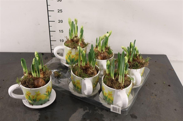 <h4>* Arr Ptn8726 Kop En Schotel & Narcis Bridal Crown</h4>