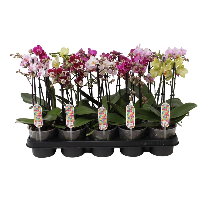 <h4>Phal. Multiflora 2-tak mix "Ondermaat" 4 kleuren</h4>