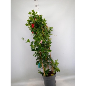 Mandevilla am. 'Sundav Red'