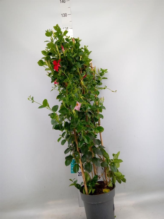 <h4>Mandevilla am. 'Sundav Red'</h4>