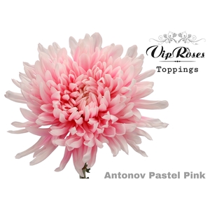 CHR G ANTONOV PASTEL PINK