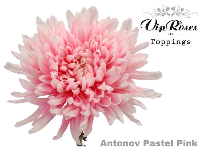 CHR G ANTONOV PASTEL PINK