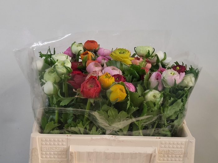 <h4>RAN GEM IN BOS</h4>