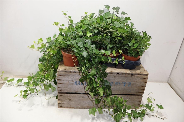 <h4>arr8 Hed He Wonder</h4>