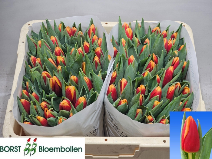 <h4>TU EN SPIRIT</h4>