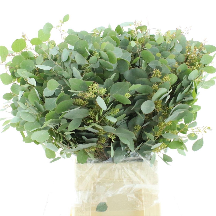 <h4>Euca Populus Berries Long 300gr</h4>