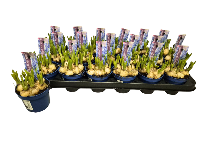 <h4>MUSCAR ATLANTIC</h4>