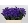 Limonium Navy Sun Birds