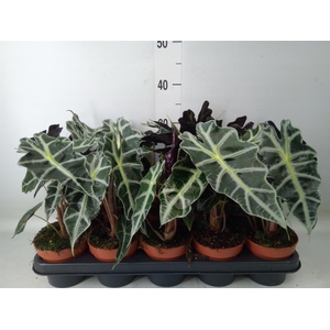 Alocasia amazonica 'Polly'