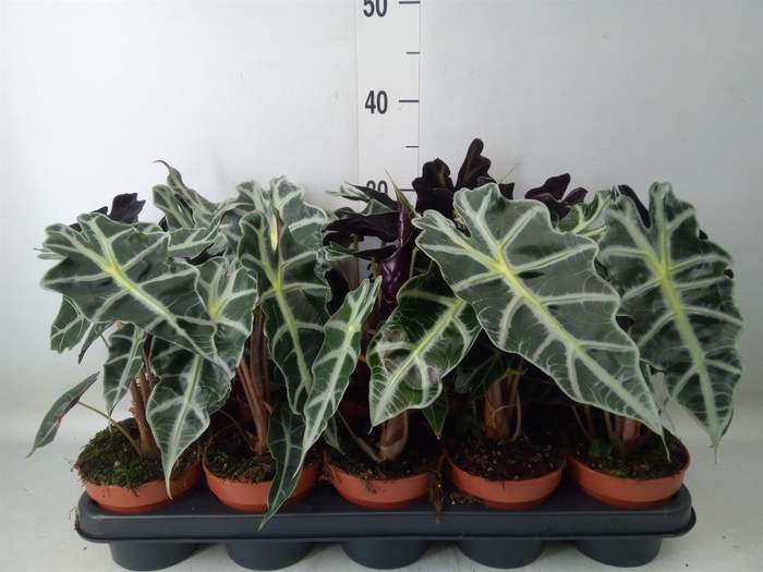 <h4>Alocasia amazonica 'Polly'</h4>