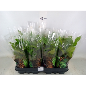 Coffea arabica