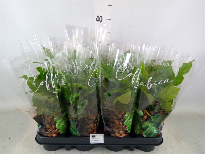 <h4>Coffea arabica</h4>