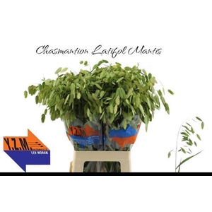 Chasmantium Mantis YZM Lev