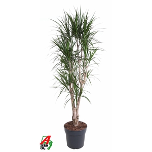 Dracaena Marginata vertakt P34-180