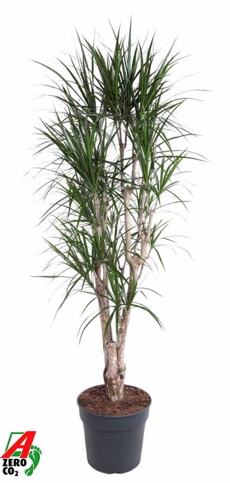 <h4>Dracaena Marginata vertakt P34-180</h4>