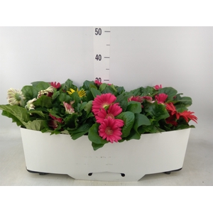 Gerbera  'Open Air'   ...mix