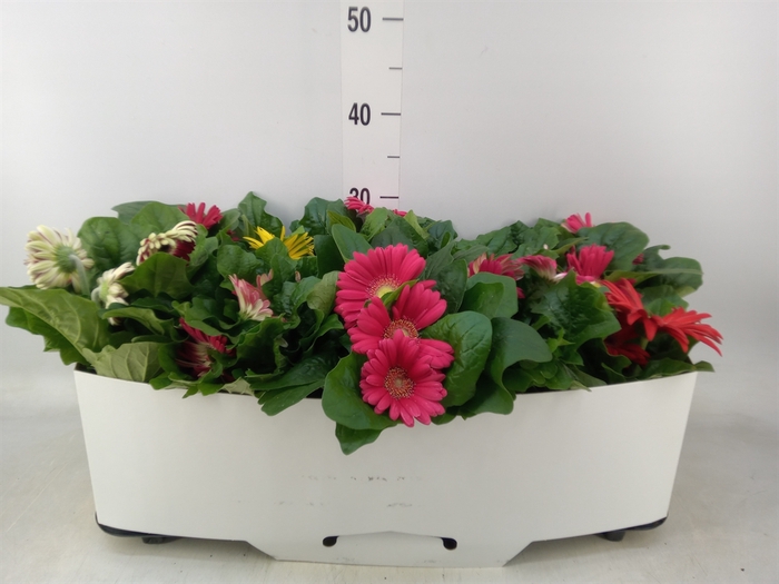 <h4>Gerbera  'Open Air'   ...mix</h4>