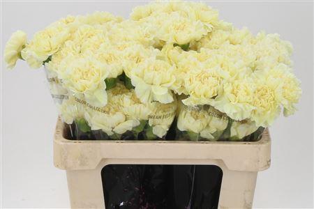 Di St Std Diletta Crema