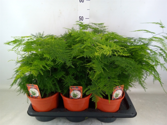 <h4>Asparagus setaceus</h4>