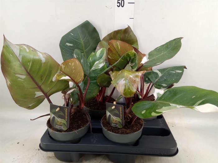 <h4>Philodendron   ...</h4>