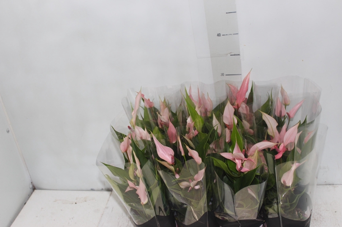 <h4>ANTHURIUM LILLI P09 PREMIUM</h4>