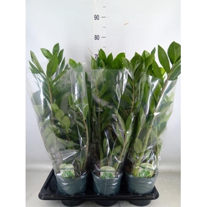 Zamioculcas zamiifolia