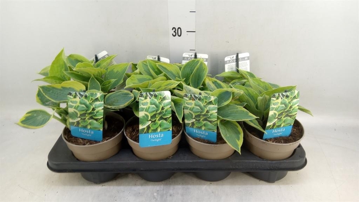 <h4>Hosta  'Twilight'</h4>