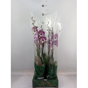 Phalaenopsis   ...