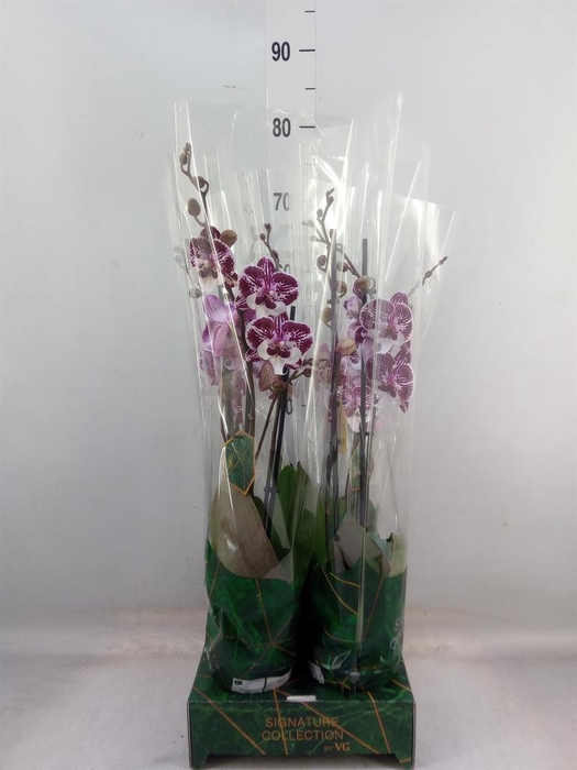 <h4>Phalaenopsis ...</h4>