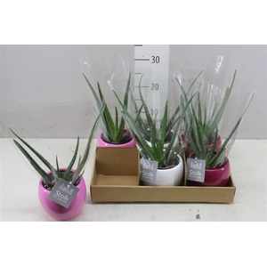 Aloe Vera Pink Mix Keramiek