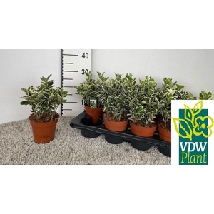 Euonymus japonicus Gray Beauty 13Ø 20cm