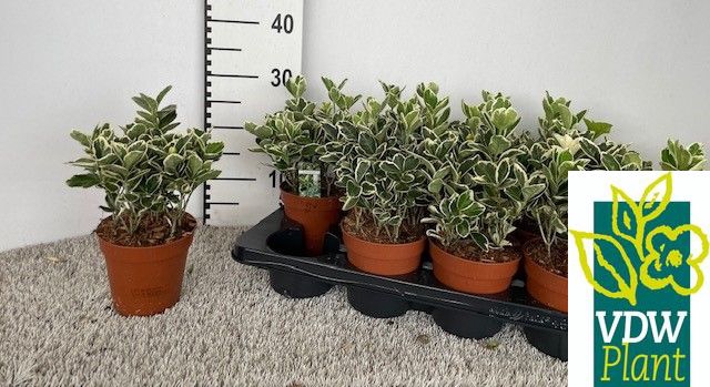Euonymus japonicus Gray Beauty 13Ø 20cm