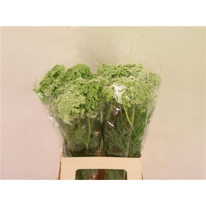 Ammi Visnaga